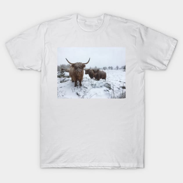 Scottish Highland Cattle Cows and Calf 1984 T-Shirt by SaarelaHighland